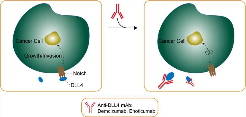 Mechanism of Action of Demcizumab